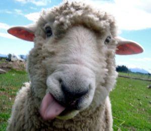 A sheep with its tongue sticking out, looking somewhat silly.